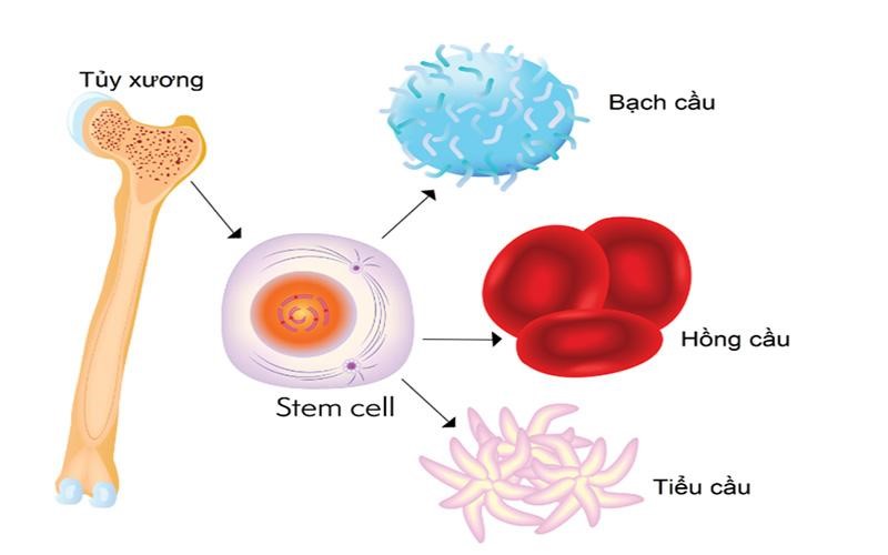 bảng giá điều trị ung thư bằng tế bào gốc