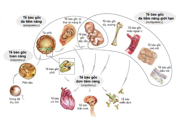 tế bào gốc có tác hại không