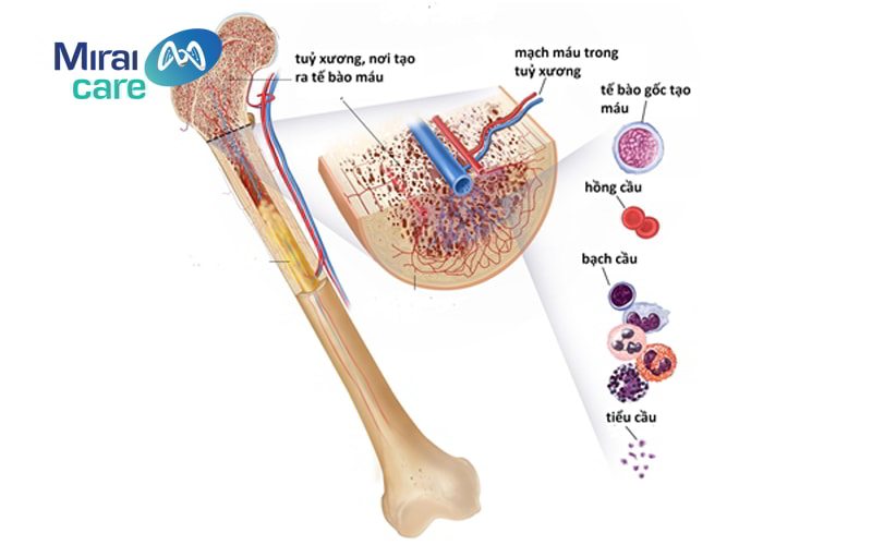 tế bào gốc nội mô là gì