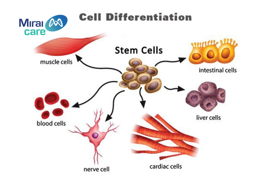 cơ chế biệt hóa tế bào