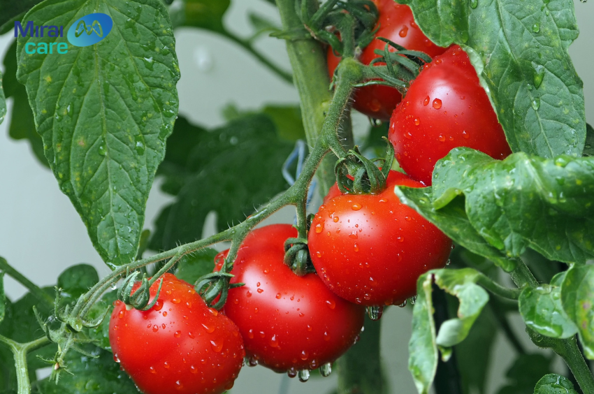 Cà chua cung cấp hàm lượng canxi và vitamin K dồi dào