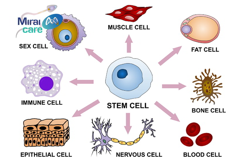 các loại tế bào gốc