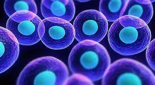các loại tế bào gốc theo khả năng biệt hóa