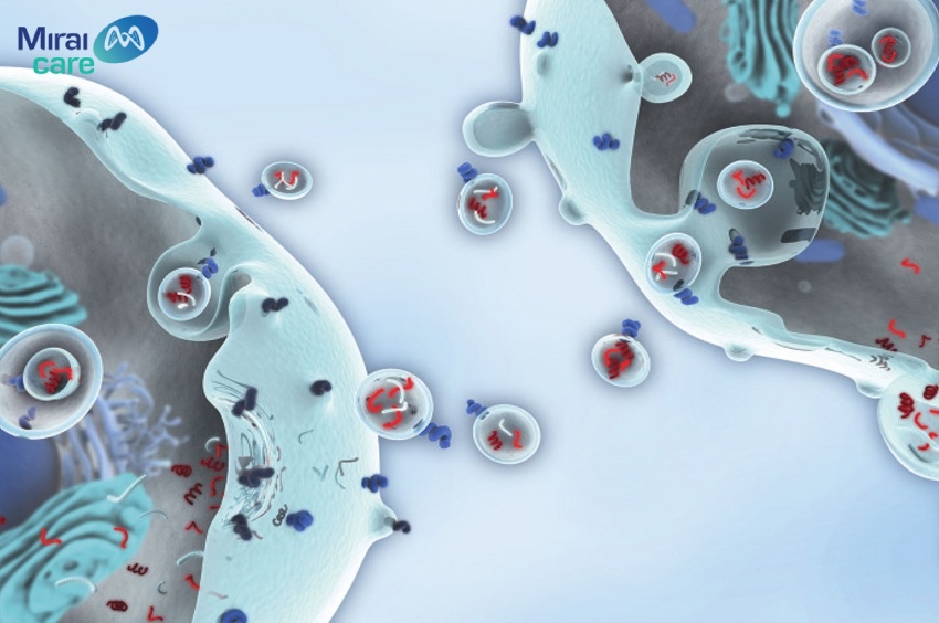 Exosome giúp quá trình giao tiếp giữa tế bào với tế bào diễn ra thuận lợi
