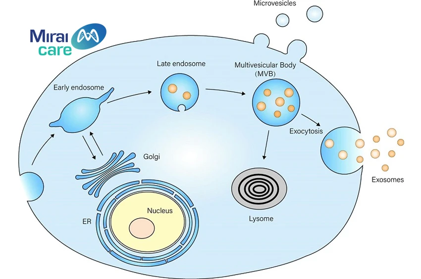 exosome và ứng dụng