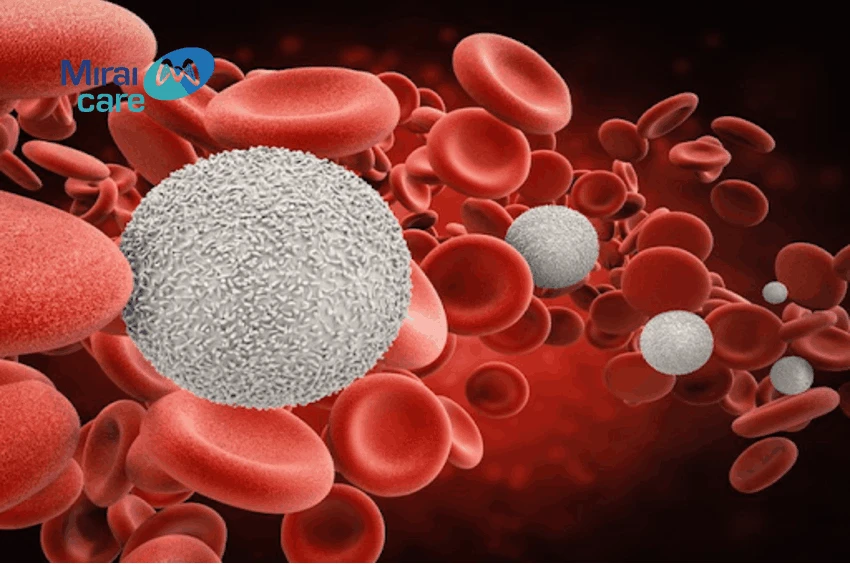 ghép tế bào gốc tạo máu là gì