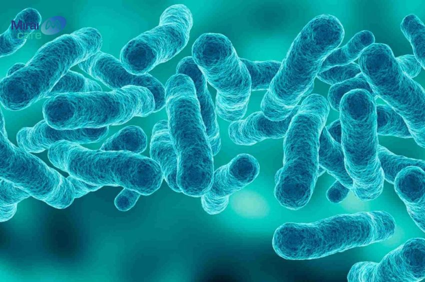 Men vi sinh (probiotics) là các vi sinh vật sống có lợi, chủ yếu là vi khuẩn hoặc nấm men