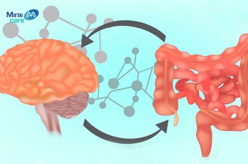 Men vi sinh hỗ trợ trục ruột - não