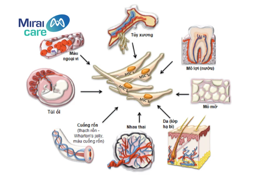 khách biệt giữa tăng sinh tế bào gốc và biệt hóa tế bào gốc