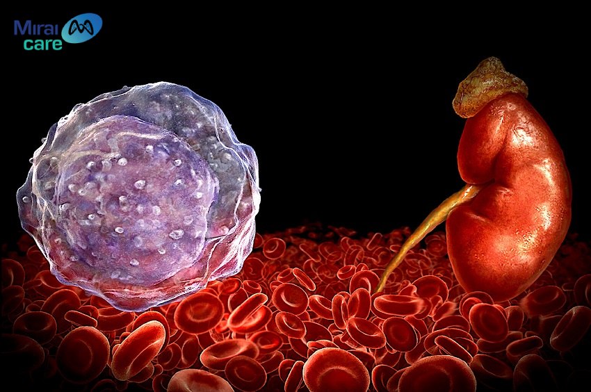 Tế bào gốc có thể biệt hóa thành các tế bào chức năng