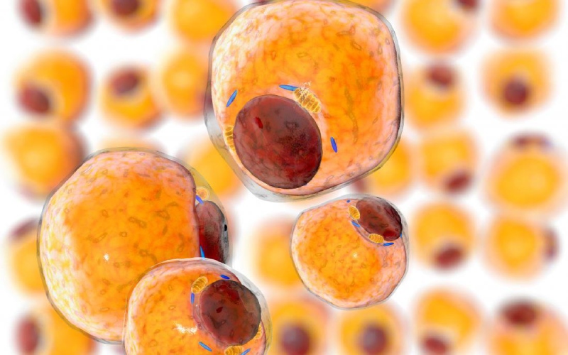 Tế bào gốc trung mô có nguồn gốc từ mô mỡ