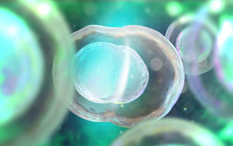 Tế bào gốc cảm ứng trong điều trị chấn thương tủy sống