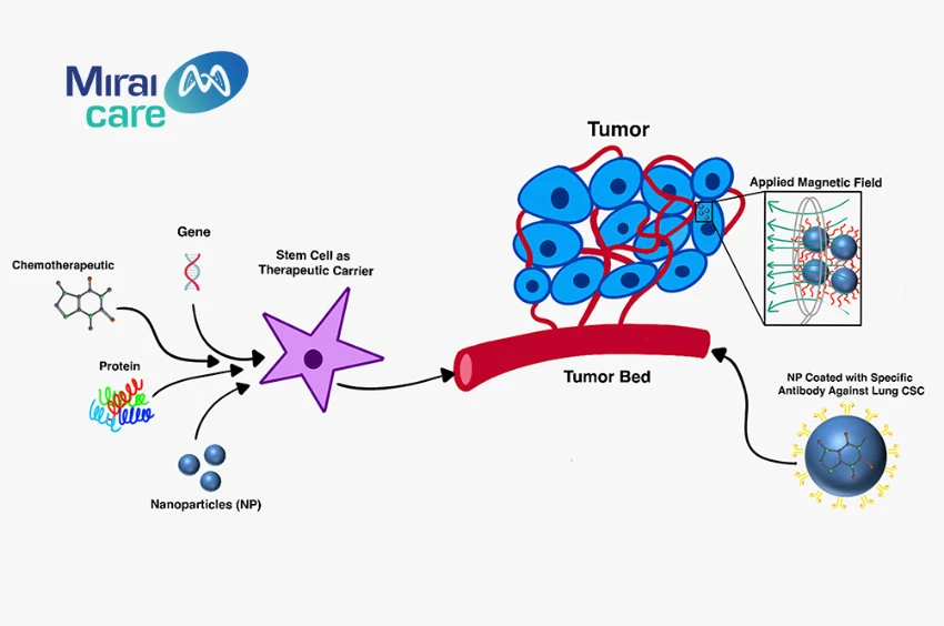 Vai trò của tế bào gốc trong điều trị ung thư