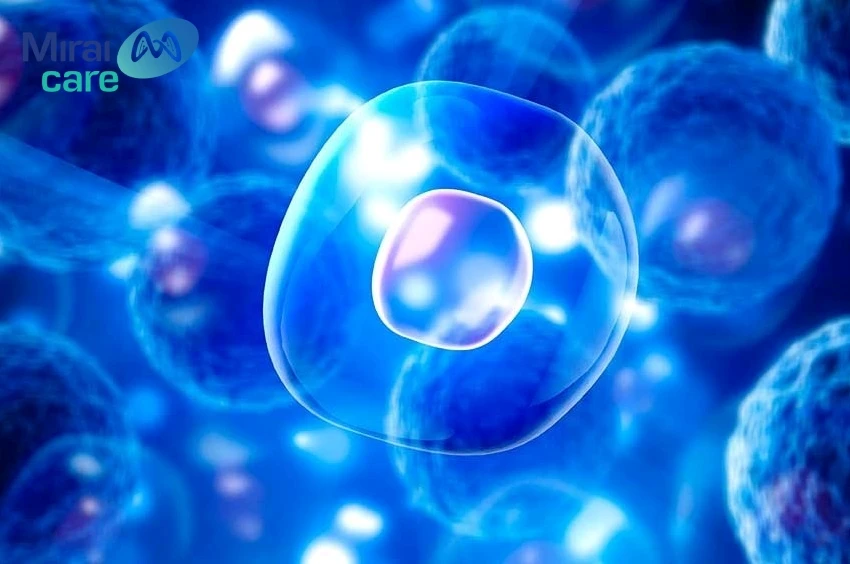 Tế bào gốc đơn năng là gì