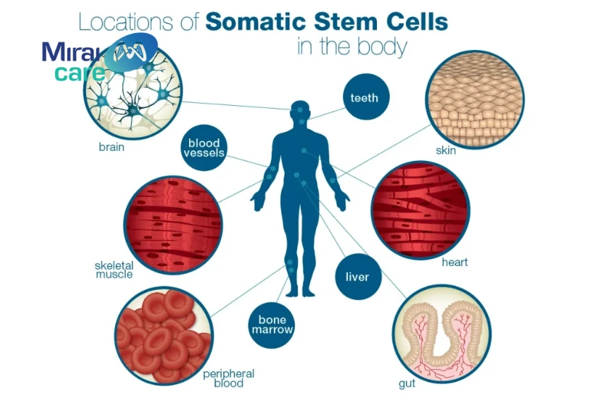 tế bào gốc được lấy từ mô cơ thể trưởng thành và phôi
