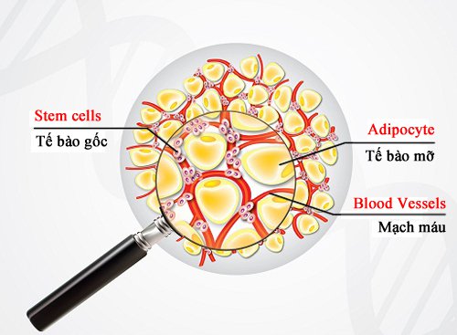 tế bào gốc mô mỡ
