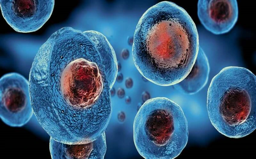 Tế bào gốc phôi là loại tiềm năng nhất trong các tế bào gốc 