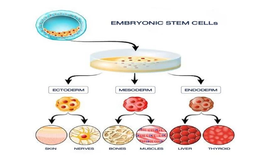 Tế bào gốc phôi giúp tìm hiểu về cơ chế của bệnh lý