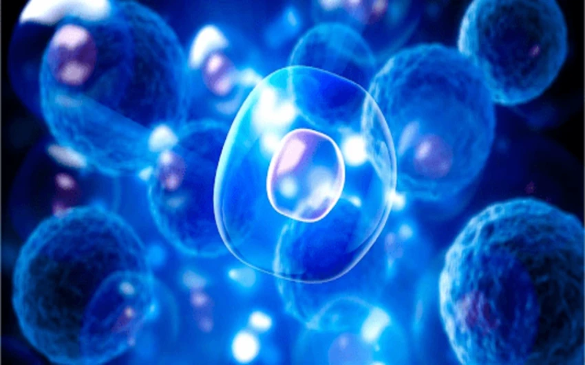 tế bào gốc phôi và đặc tính