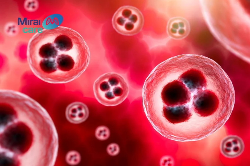 tế bào gốc tạo máu là gì