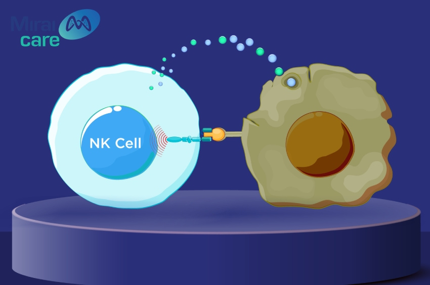 Tế bào NK có khả năng gây độc lên tế bào ác tính