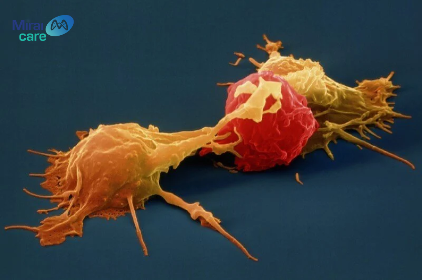 Tế bào NK là một phần quan trọng trong hệ miễn dịch bẩm sinh 