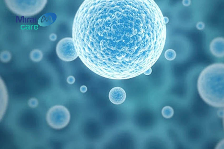 truyền tế bào gốc có tác dụng gì