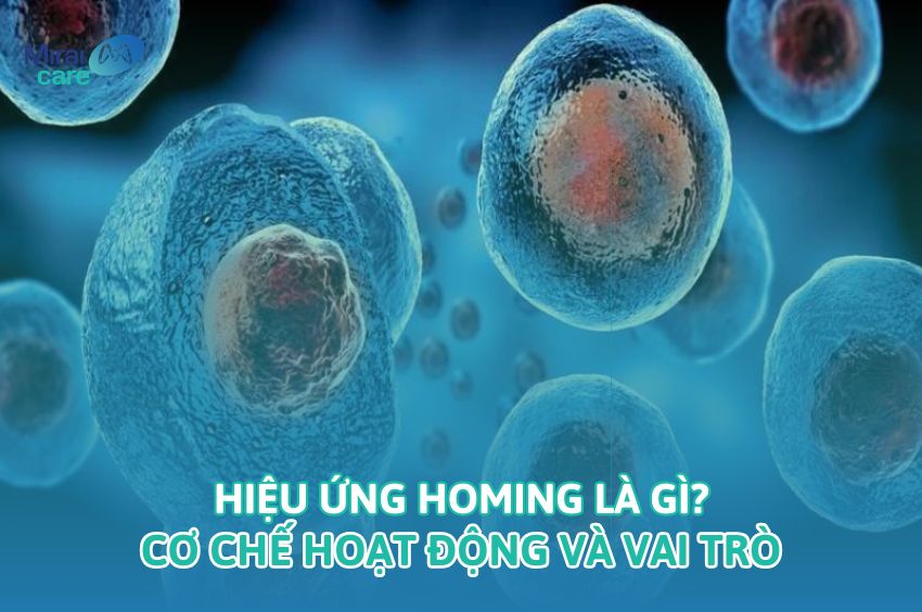 Tế b&agrave;o gốc