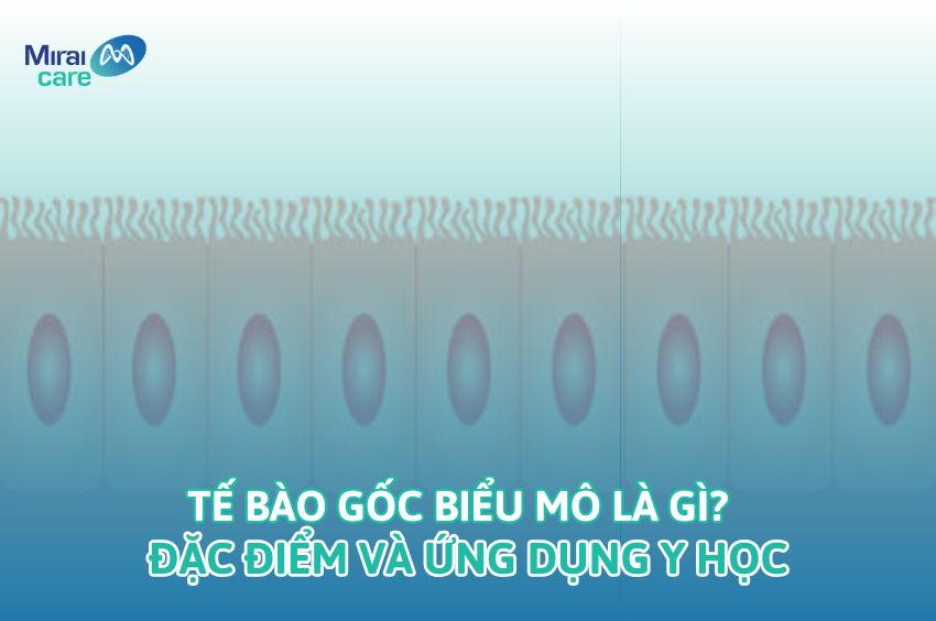Tế b&agrave;o gốc