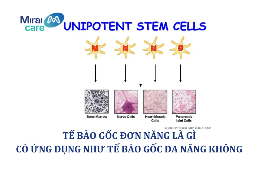 Tế bào gốc đơn năng là gì? Khác gì so với tế bào gốc đa năng?