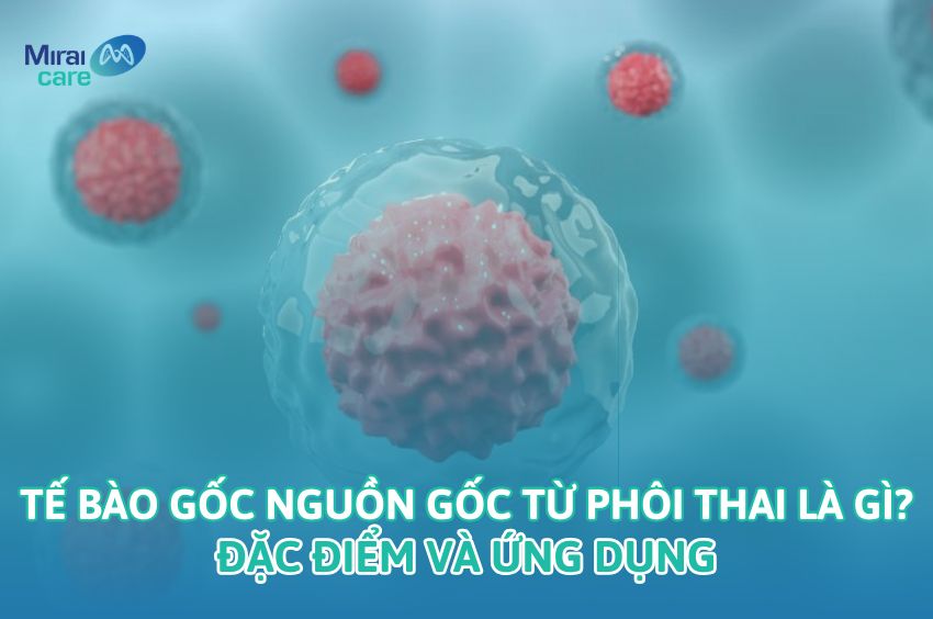 Tế b&agrave;o gốc