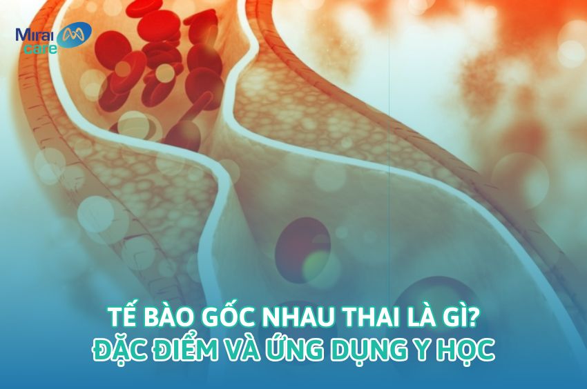 Tế Bào Gốc Nhau Thai Là Gì? Đặc Điểm Và Ứng Dụng Y Học