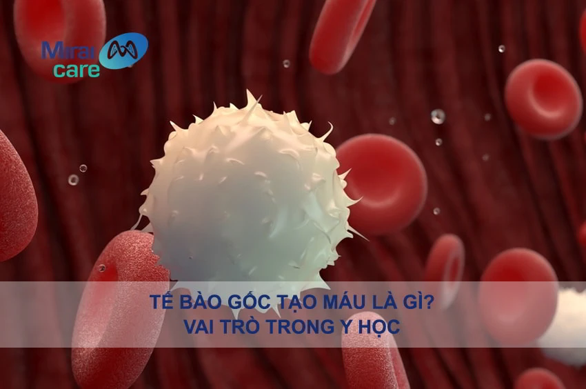 Tế bào gốc tạo máu là gì và vai trò trong y học