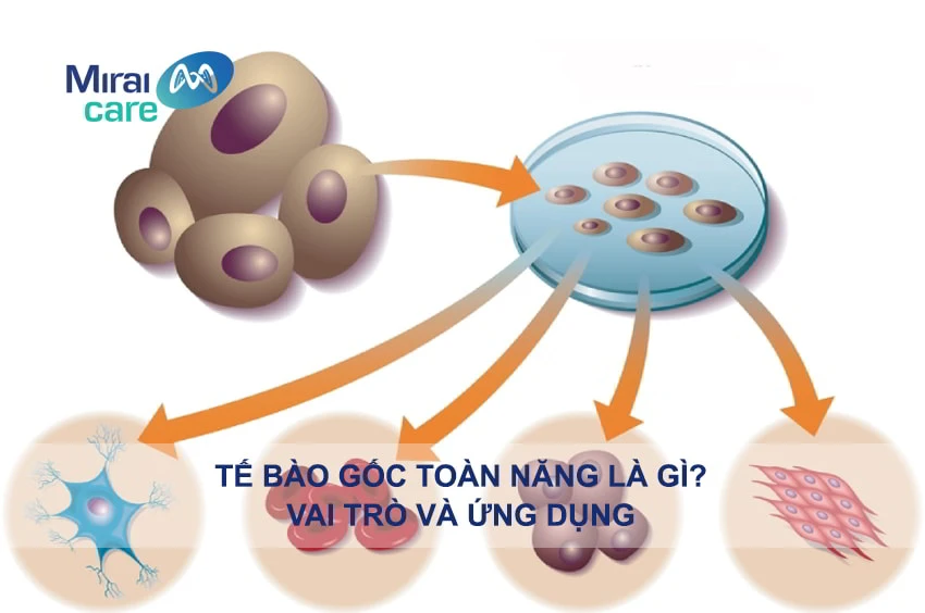 Tế bào gốc toàn năng và tiềm năng ứng dụng trong y học
