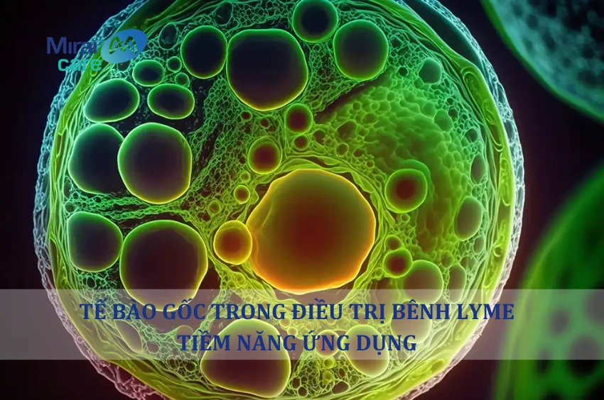 Tiềm năng ứng dụng tế bào gốc trong điều trị bệnh Lyme