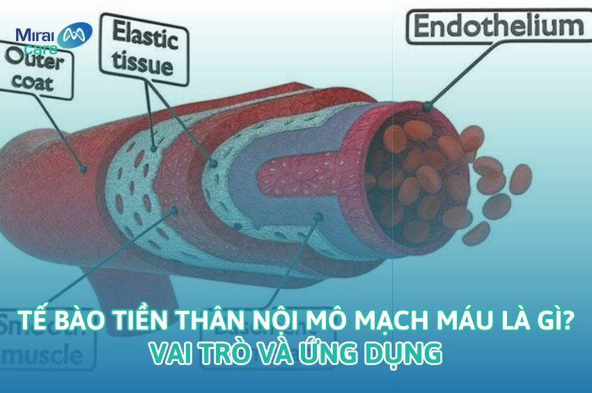 Tế b&agrave;o gốc