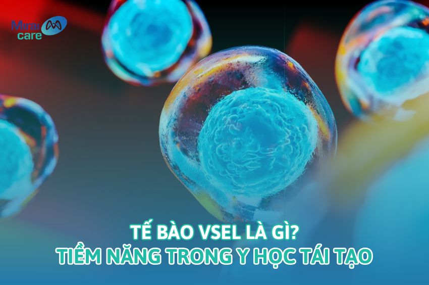 Tế b&agrave;o gốc